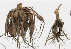 Learn more about dormant plants