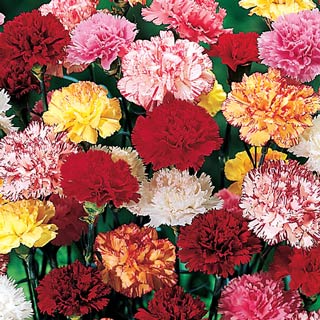 Hardy Mixed Carnations