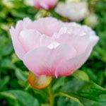 Soft Salmon Saucer Peony | Shop Peonies | Breck’s