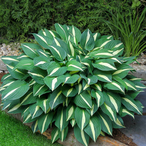 Risky Business Hosta | Shop Hostas | Breck's