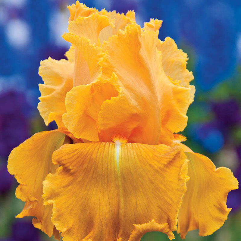 Splash Orange Iris | Breck’s