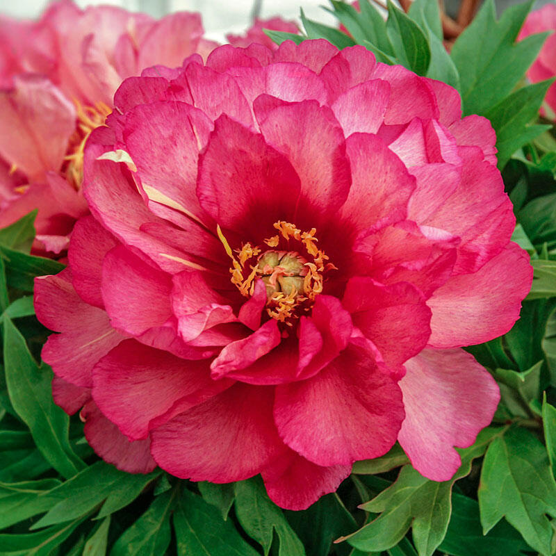 Buy Julia Rose Itoh Peony Sun Perennials for Sale Breck's