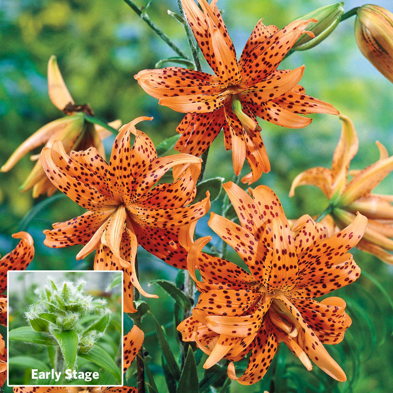 Buy Double Tiger Lily Online 