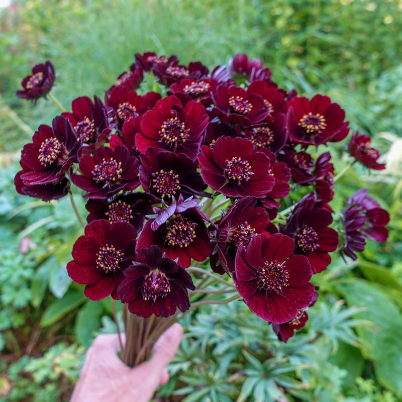 Chocolate Cosmos | Brecks Premium Bulbs