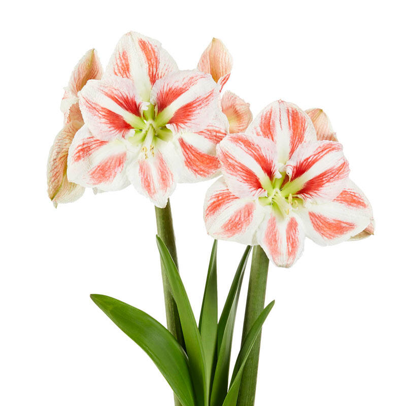 Amaryllis Clown | Amaryllis Bulbs | Breck's