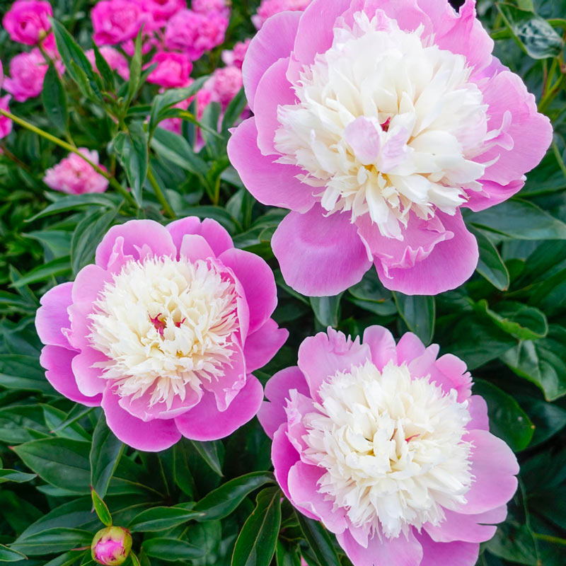 Bowl of Beauty Peony | Breck's