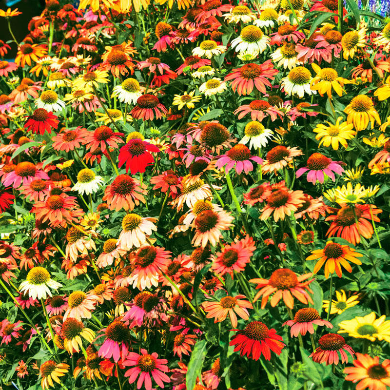 Cheyenne Spirit Coneflower Mixture Sun Perennials Breck's