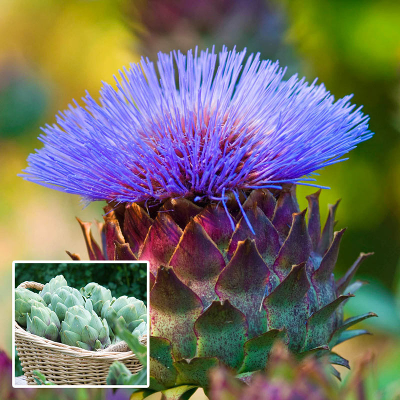 Globe Artichoke Brecks Premium Bulbs