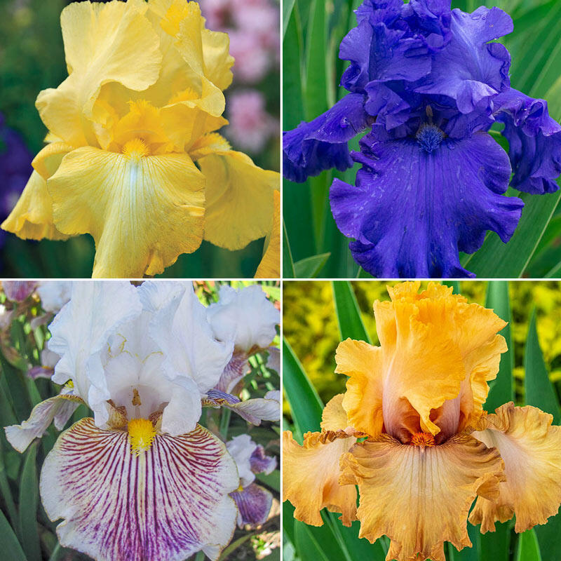 Fragrant Bearded Iris Collection Brecks Premium Bulbs