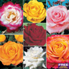 Color Rose Collection