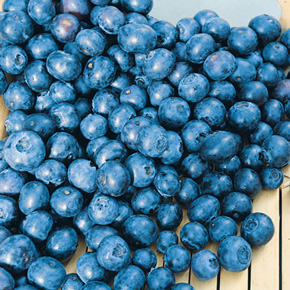 Jersey Premium Blueberry
