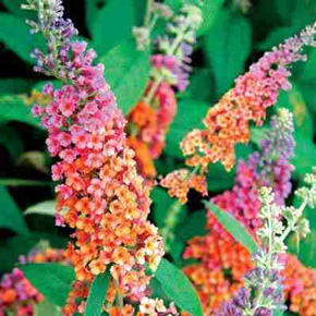 Bicolor Butterfly Bush