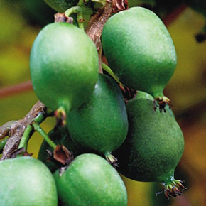 Female (Fruiting) Kiwi