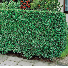 Privet Hedge 10