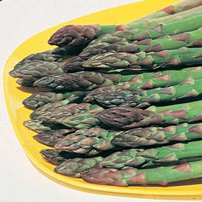 Jersey Knight Asparagus