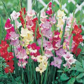Hardy Orchid Glad Mix