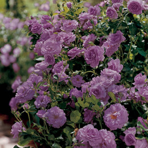 Purple Perfection Rose