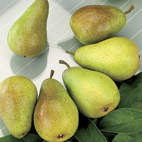 Kieffer Standard Pear