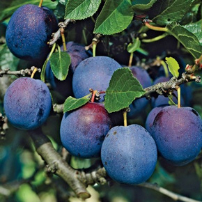 Early Blue Plum