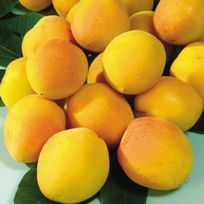 Manchurian Apricot