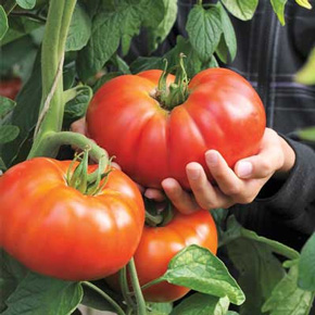 Giant Hybrid Beefmaster Tomato Plant