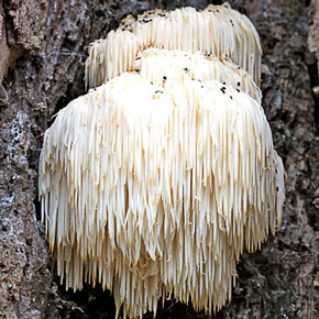 Lion's Mane Mushroom Log