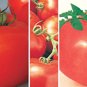 Giant Tomato Plant Collection