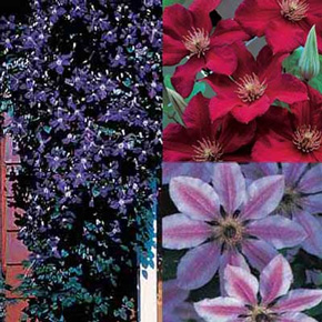 Clematis Lovers Collection