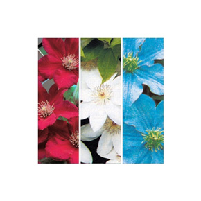 Old Glory Clematis Collection