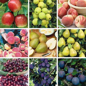 Superior Standard Fruit Tree Collection