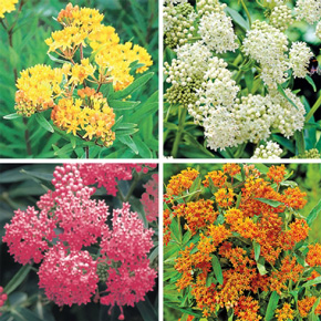 Colorful Butterfly Plant Collection