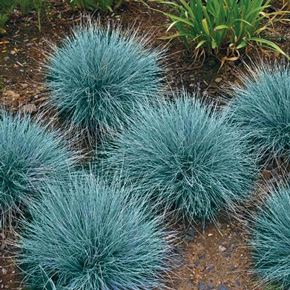 Blue Festuca Grass