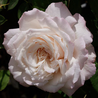 Thornless Creamy Pink Rose