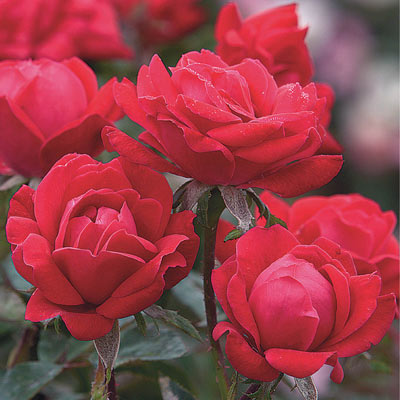 Red Double Knock Out® Rose