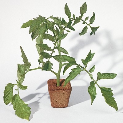 Better Boy Hybrid Tomato Plant