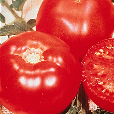 Burpee's Big Boy Hybrid Tomato Plant
