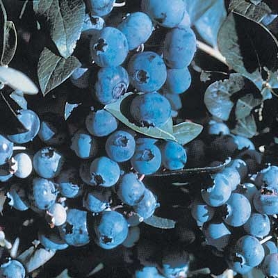 Premium Giant Blueberry Collection