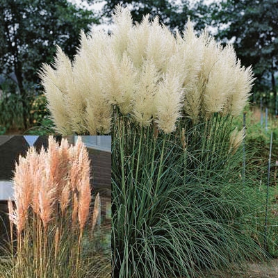 Pampas Grass Collection
