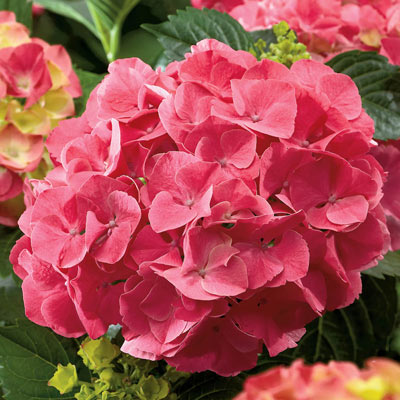 Forever & Ever® Red Hydrangea