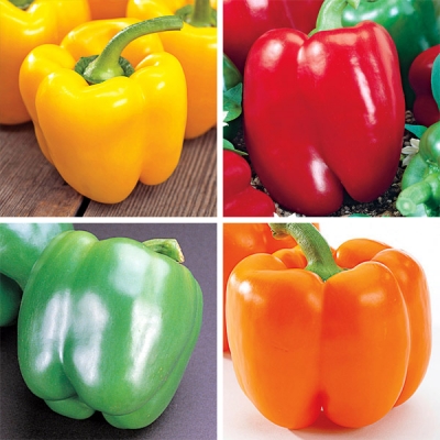 Colorful Sweet Pepper Plant Collection