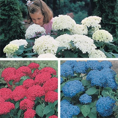 Red-White-Blue Hydrangea Collection