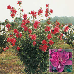 Red Tree Rose of Sharon
