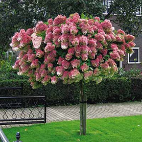 Tree Hydrangea 