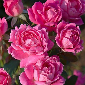 Pink Double Knock Out® Shrub Rose