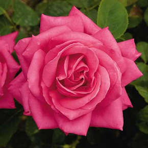 Miss All-American Beauty Rose