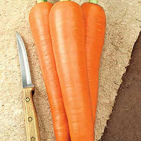 Envy Carrot - Seed Packet