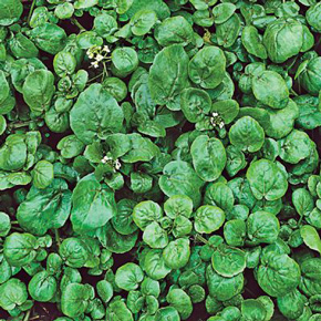 Watercress Herb