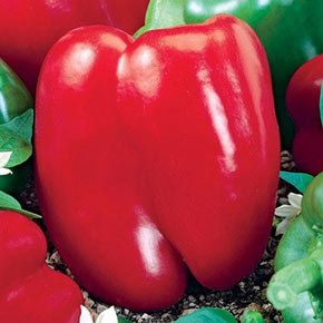 Big Red Pepper - Seed Packet