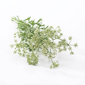 Anise Herb
