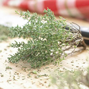 Thyme (German, Winter) Herb
